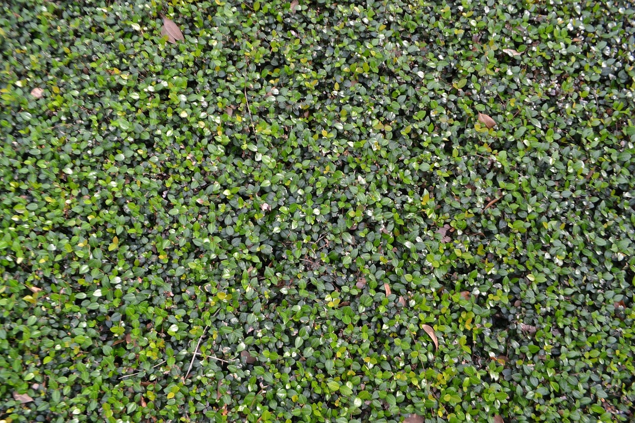 Seasonal Yard Clean-Up  Services